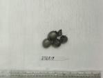 Click for 1 image(s) for this accession. FRUIT